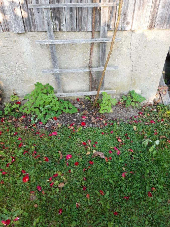 Ferienwohnung Im Seidlerhof Mit Balkon Und Garten Röhrnbach Eksteriør bilde